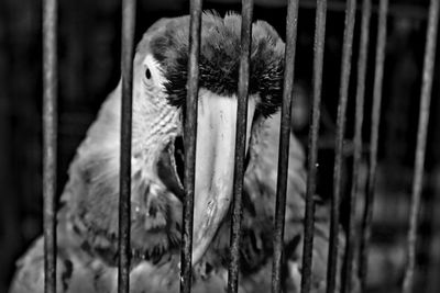 Close-up of bird in cage