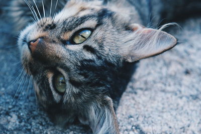 Close-up portrait of cat lying on road