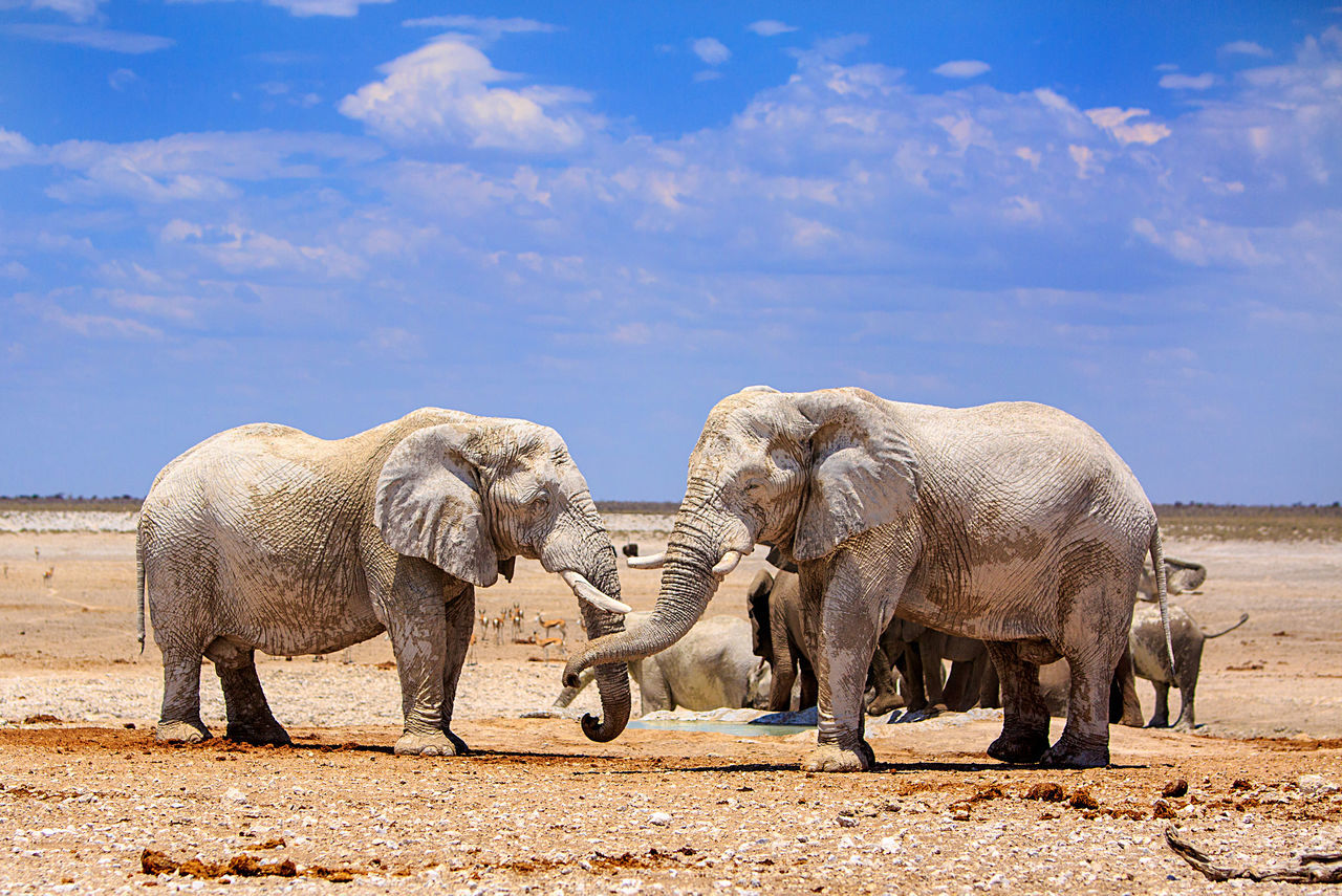 Pachyderm, blue, sky, etosha, national, park, conservation, standing, hot, adventure, safari, game, drive, natural, wild, plains,