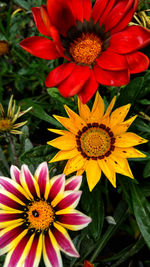 Close-up of red flower