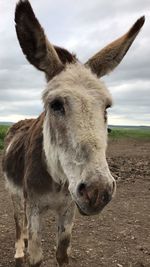 Close-up portrait of a horse on field