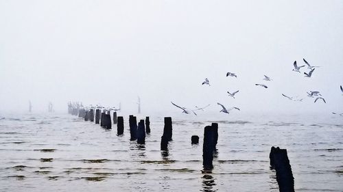 Birds flying over sea against sky