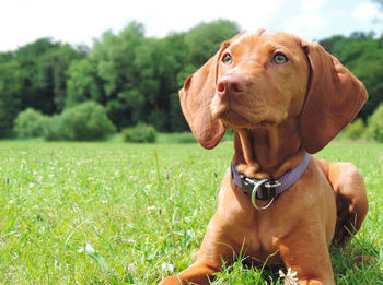 View of a dog on field