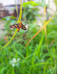 Close-up of butterfly on leaf