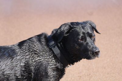 Close-up of a dog looking away