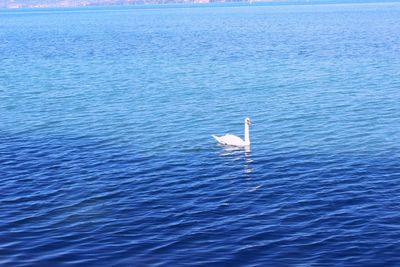 Seagull flying over sea