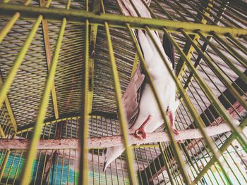 Close-up of bird in cage