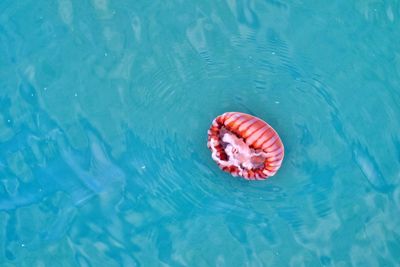 High angle view of fish in swimming pool