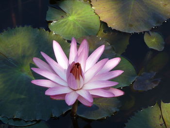 Close-up of lotus water lily