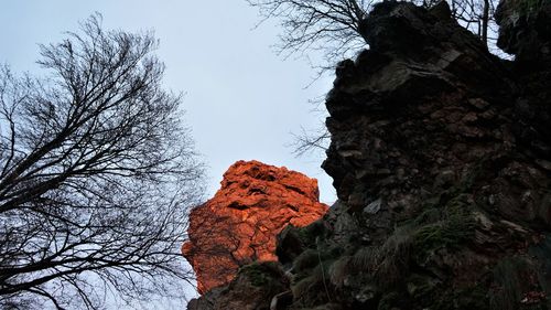 Low angle view of rock formation on tree against sky