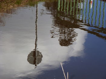 Reflection of trees in water