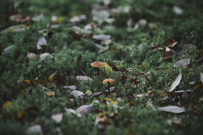 Close-up of plants growing on field