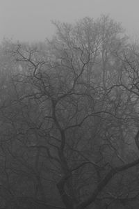 Bare tree against sky