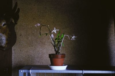 Close-up of potted plant in vase against wall