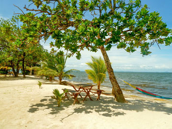 Trees at beach against sky