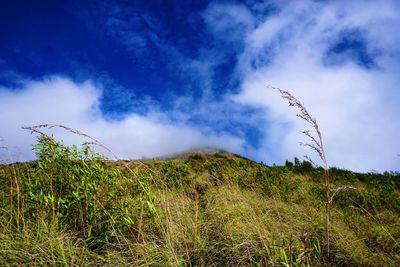 Plants growing on land against sky