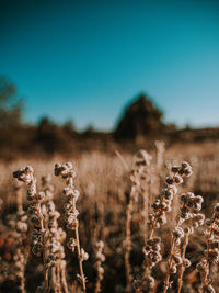 Close-up of plants growing on land