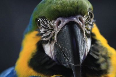 Close-up of gold and blue macaw