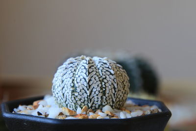 Close-up of bread in bowl on table