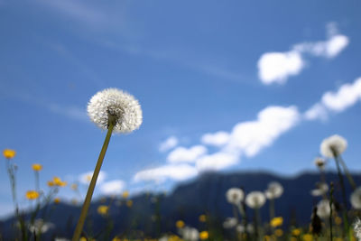 Close-up of dandelion against sky