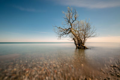 Bare tree by sea against sky