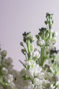 Close-up of flowering plant against white background