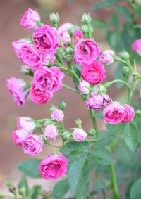 Close-up of pink flowers blooming outdoors