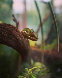 Close-up of fresh green plant and a chameleon 