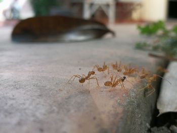 Close-up of insect