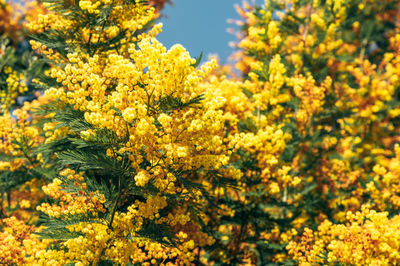 Close-up of yellow flowering plants on field