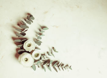 High angle view of plant on white table