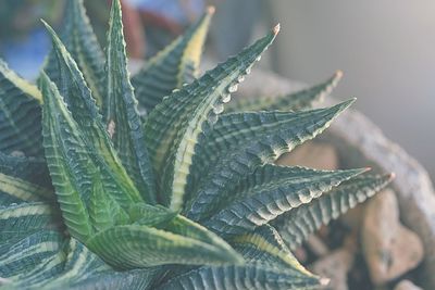 Close-up of succulent plant