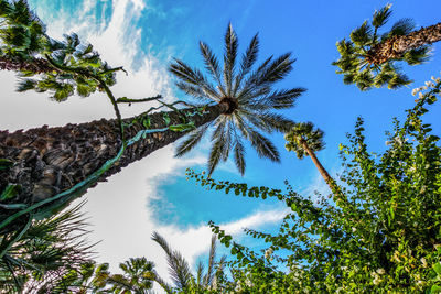 Low angle view of coconut palm trees against blue sky