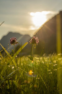 Close-up of flowering plants on field against sky