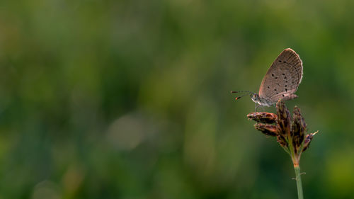 Close-up of butterfly pollinating flower