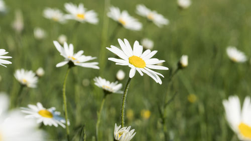 Close-up of white daisy flowers on field