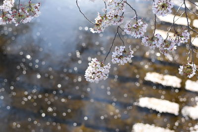 Close-up of white cherry blossom tree