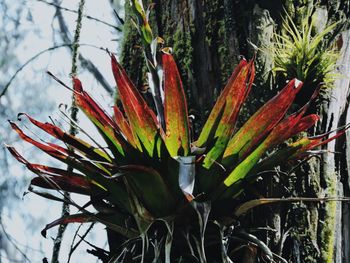 Close-up of flower blooming on tree