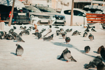 High angle view of pigeons on floor