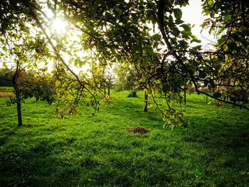 Trees on grassy field