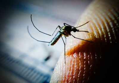 Close-up of dragonfly