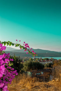 Pink flowering plants on field against sky