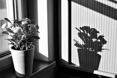 Close-up of potted plant by window at home