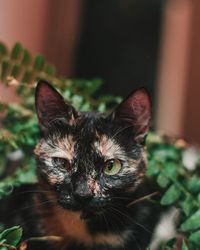 Close-up portrait of cat at home