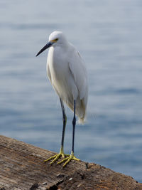 White bird perching on wood against sea