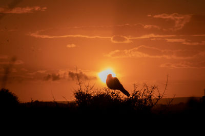 Silhouette birds on landscape against orange sky