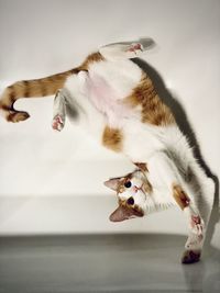 High angle view of a dog playing with cat at home