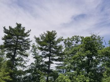 Low angle view of trees against sky