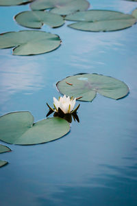 Beautiful white lotus, water plant in a garden pond.