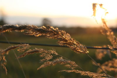 Close-up of plants against sky during sunset